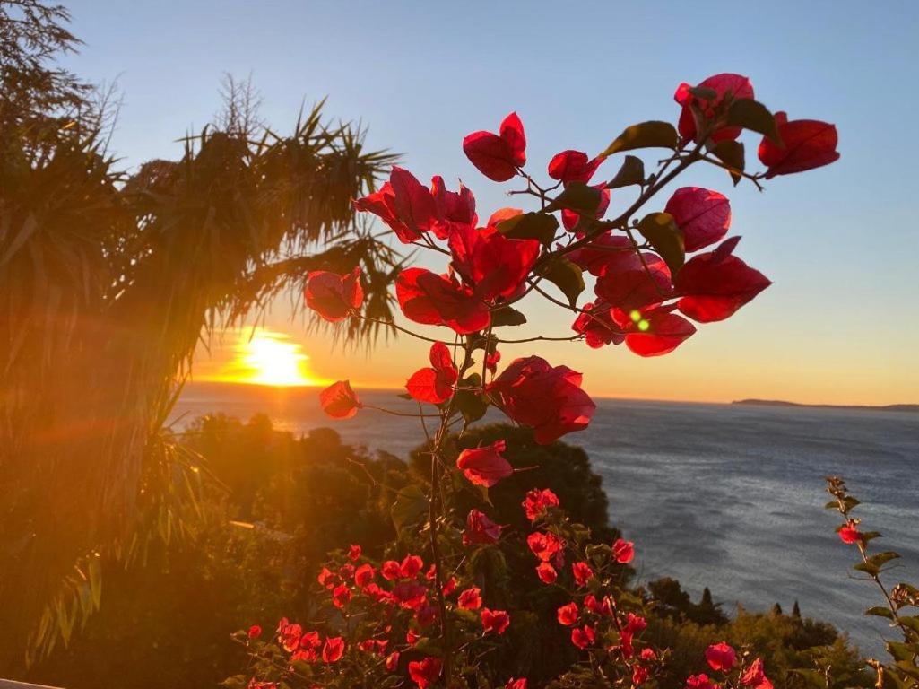 Villa Les Alizes Le Le Rayol-Canadel-sur-Mer エクステリア 写真